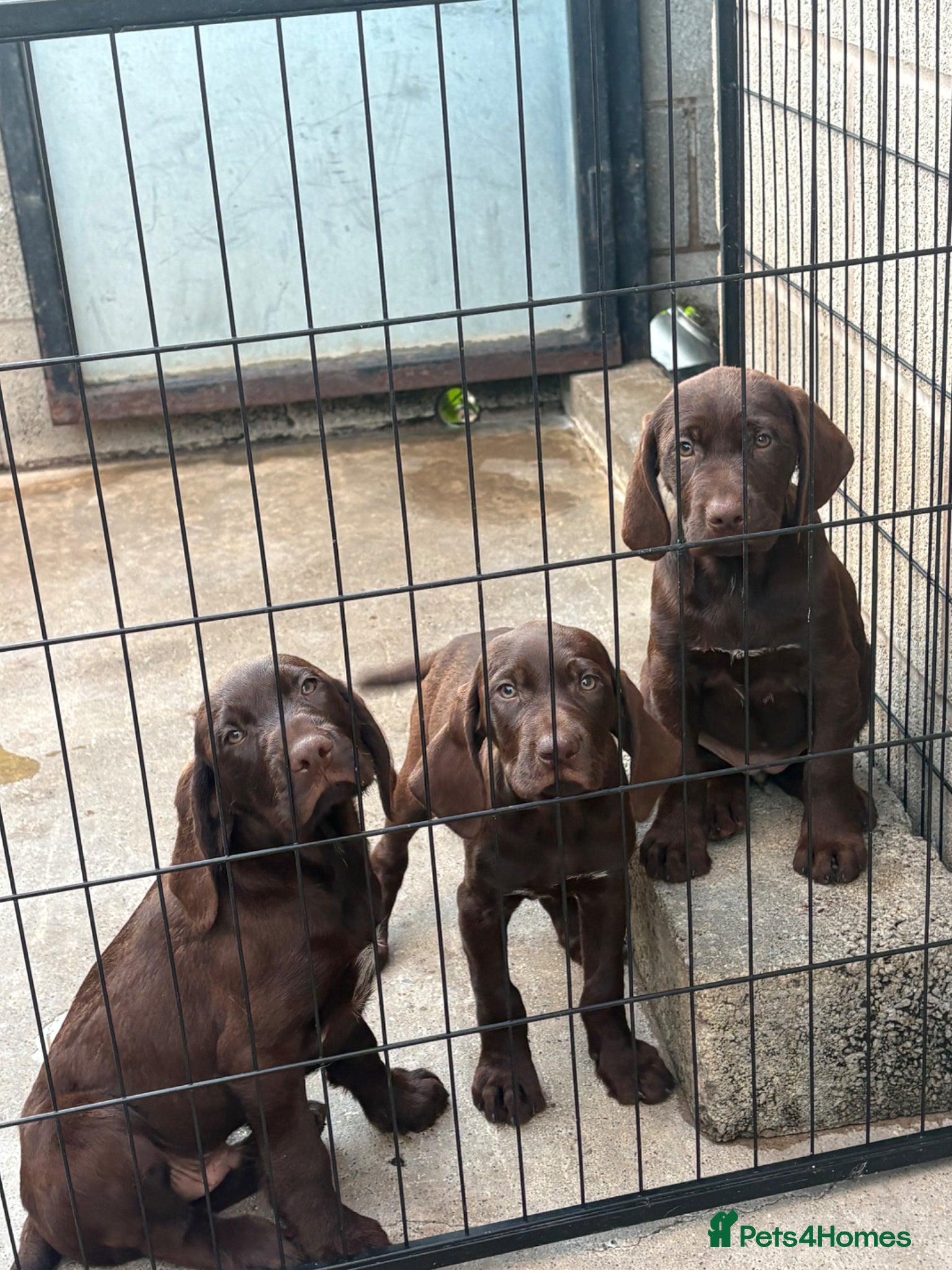 Mixed Breed dogs ⭐️ 5 Beautiful Pointer puppies for sale ⭐️ - Advert 2