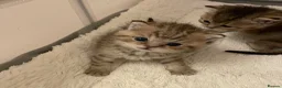 British Shorthair cats for sale: TICA reg Black Golden Kittens - Advert 11