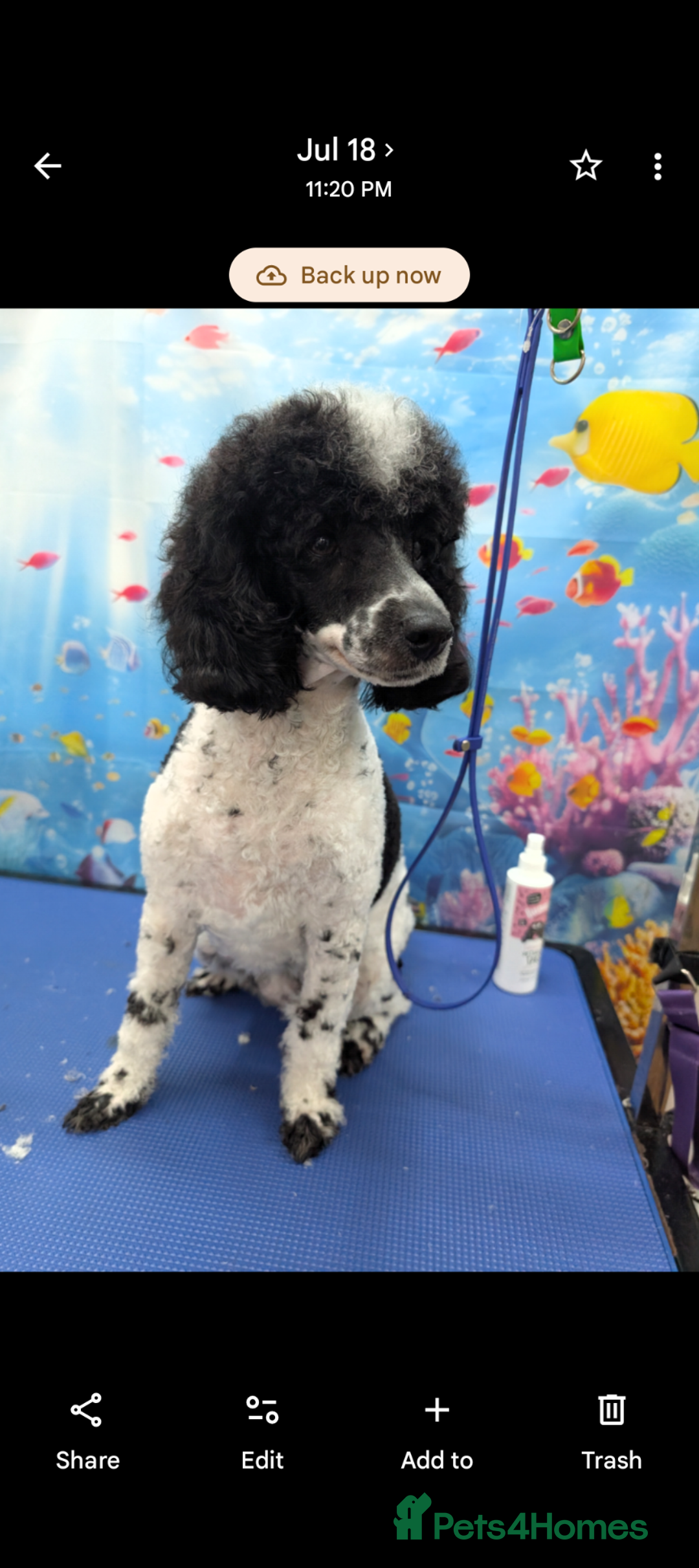 Miniature Poodle dogs for sale: Waiting list ONLY - Advert 4