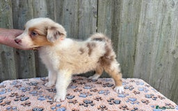 Australian Shepherd dogs for sale: Beautiful pedigree Australian Shepherd puppies - Image 10