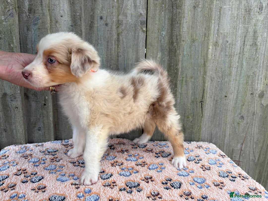 Australian Shepherd dogs for sale: Beautiful pedigree Australian Shepherd puppies - Image 10