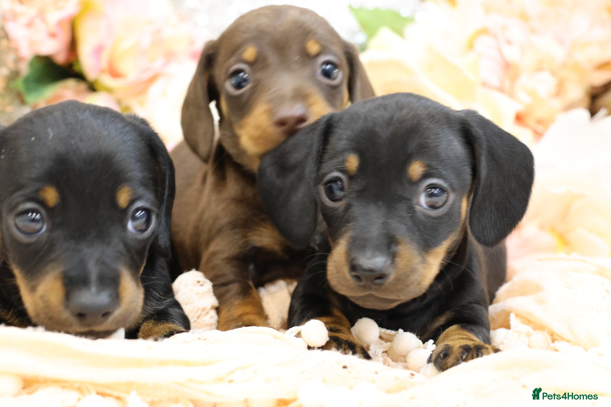 Miniature Dachshund dogs Miniature Dachshund Puppies - Advert 1