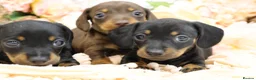 Miniature Dachshund dogs for sale: Miniature Dachshund Puppies - Advert 3