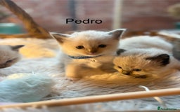 Ragdoll cats for sale: TICA Pedigree Ragdolls 💎✨ - Image 16