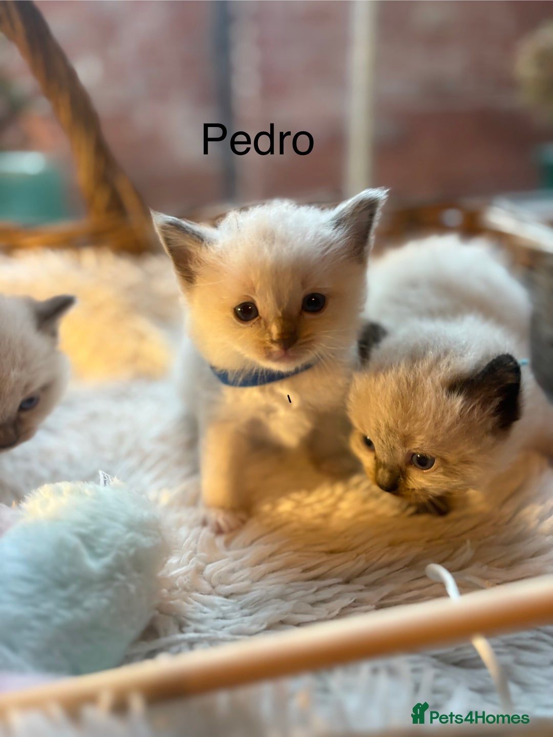 Ragdoll cats for sale: TICA Pedigree Ragdolls 💎✨ - Image 16