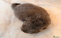 Labradoodle dogs for sale: ** RARE SILVER , CHOC & EBONY F1 LABRADOODLE PUPS  - Image 7