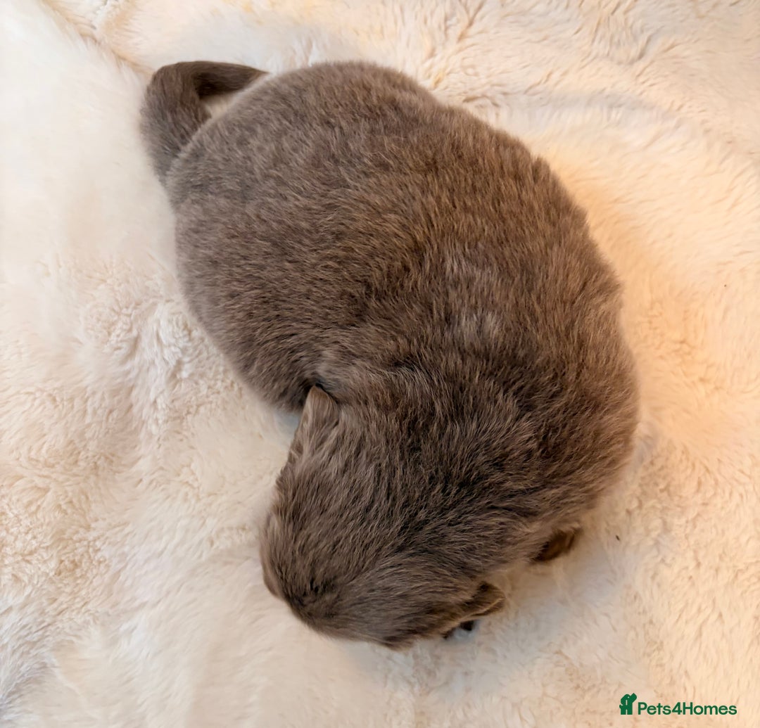 Labradoodle dogs for sale: ** RARE SILVER , CHOC & EBONY F1 LABRADOODLE PUPS  - Image 7