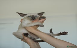 Oriental cats for sale: Stunning beautiful Oriental kitten BOY - Image 6