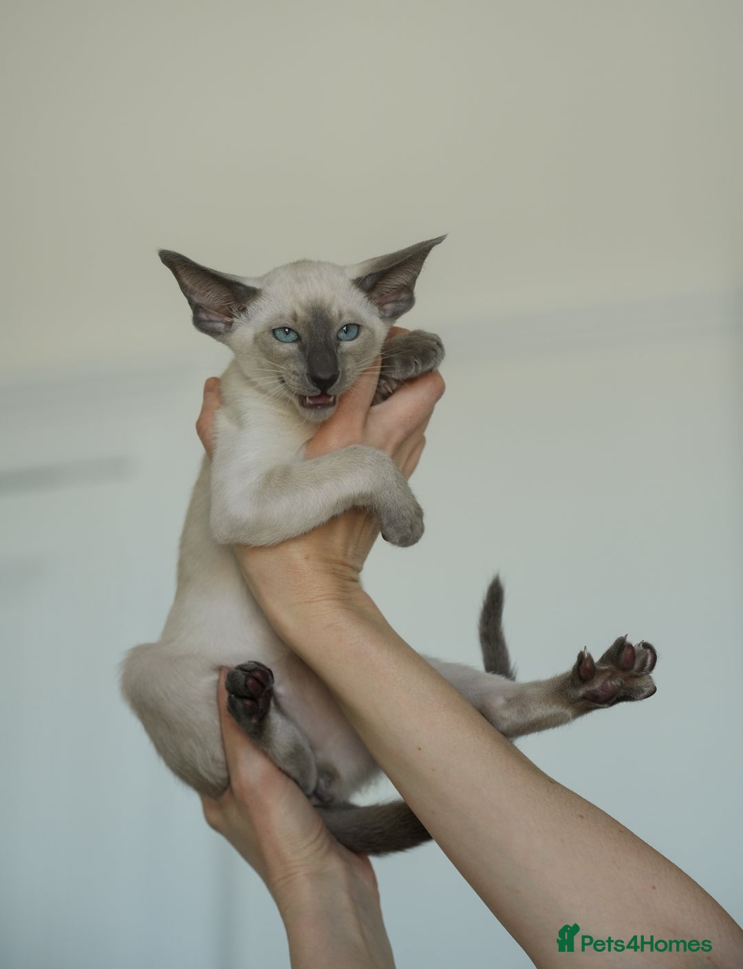 Oriental cats for sale: Stunning beautiful Oriental kitten BOY - Image 6