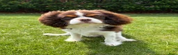 Cavalier King Charles Spaniel dogs for sale: Beautiful Tri colour King Charles 7 months old in Brighton - Advert 4