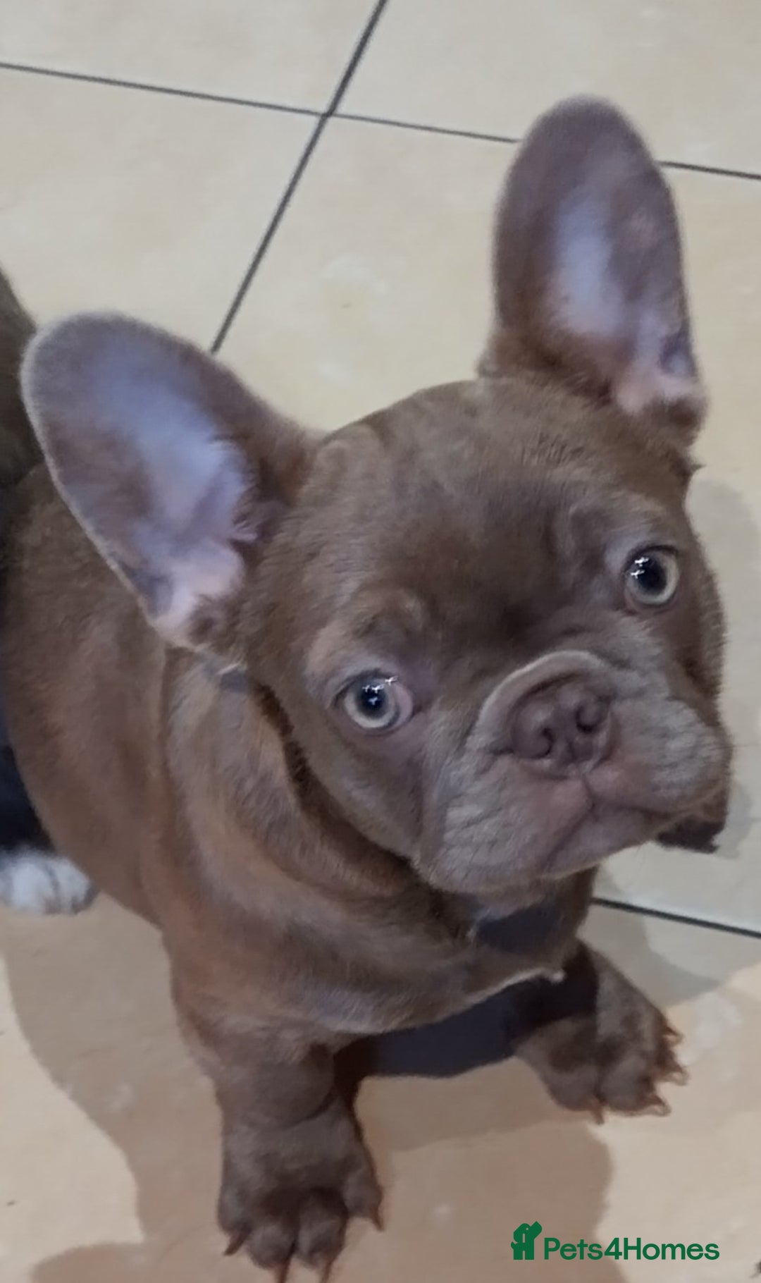 French Bulldog dogs for sale: Frenchie for sale/ Isabella  - Advert 2