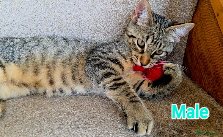 Mixed Breed cats - Advert 5