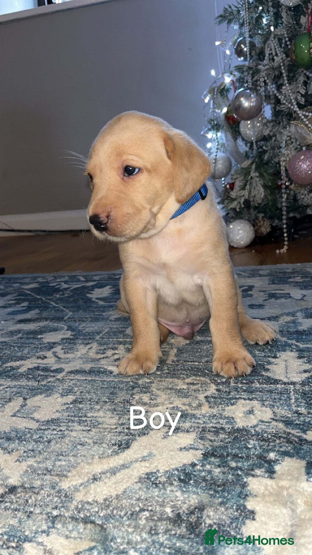 Labrador Retriever dogs for sale: Puppies for sale  - Advert 6