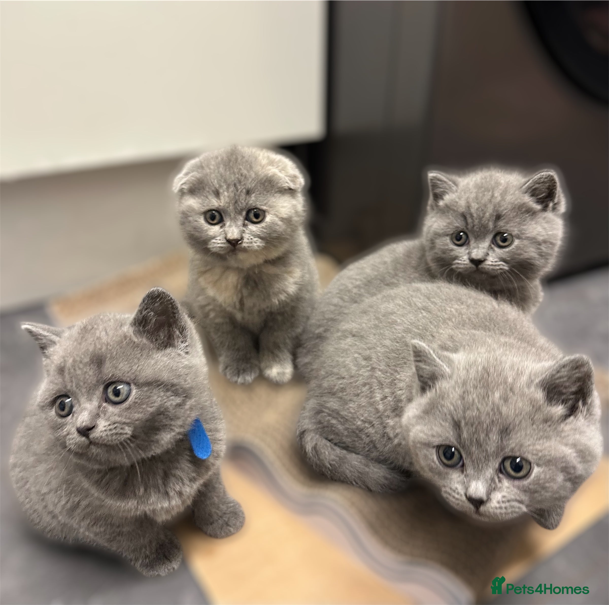 British Shorthair cats British Short Hair- Adorable kittens! - Advert 1
