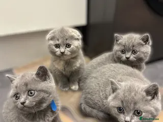 British Shorthair cats British Short Hair- PINK GIRL AVAILABLE ONLY - Advert 10