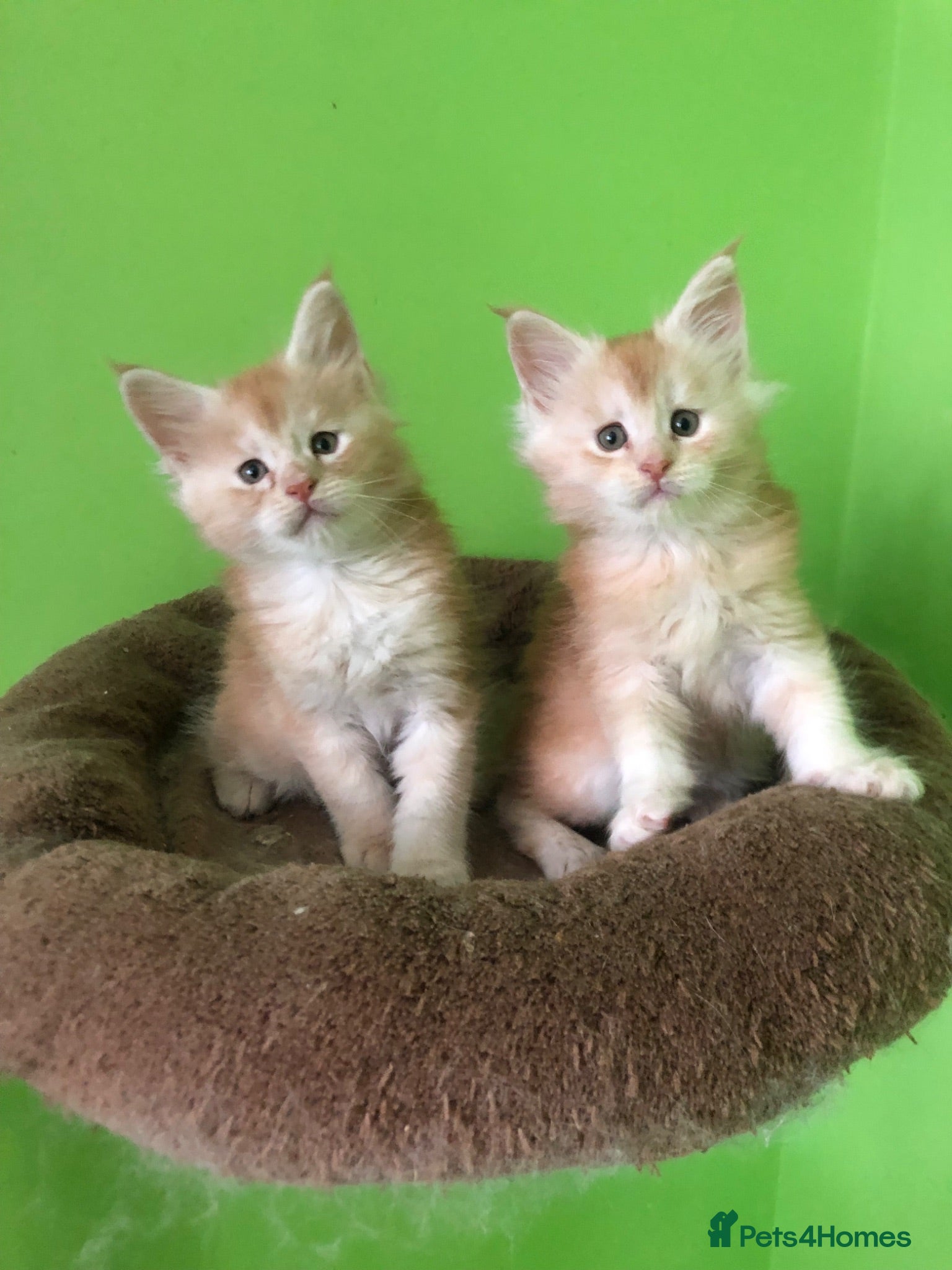 Maine Coon cats Fife registered, red silver Maine coon kittens  - Advert 1