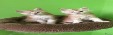 Male kitten