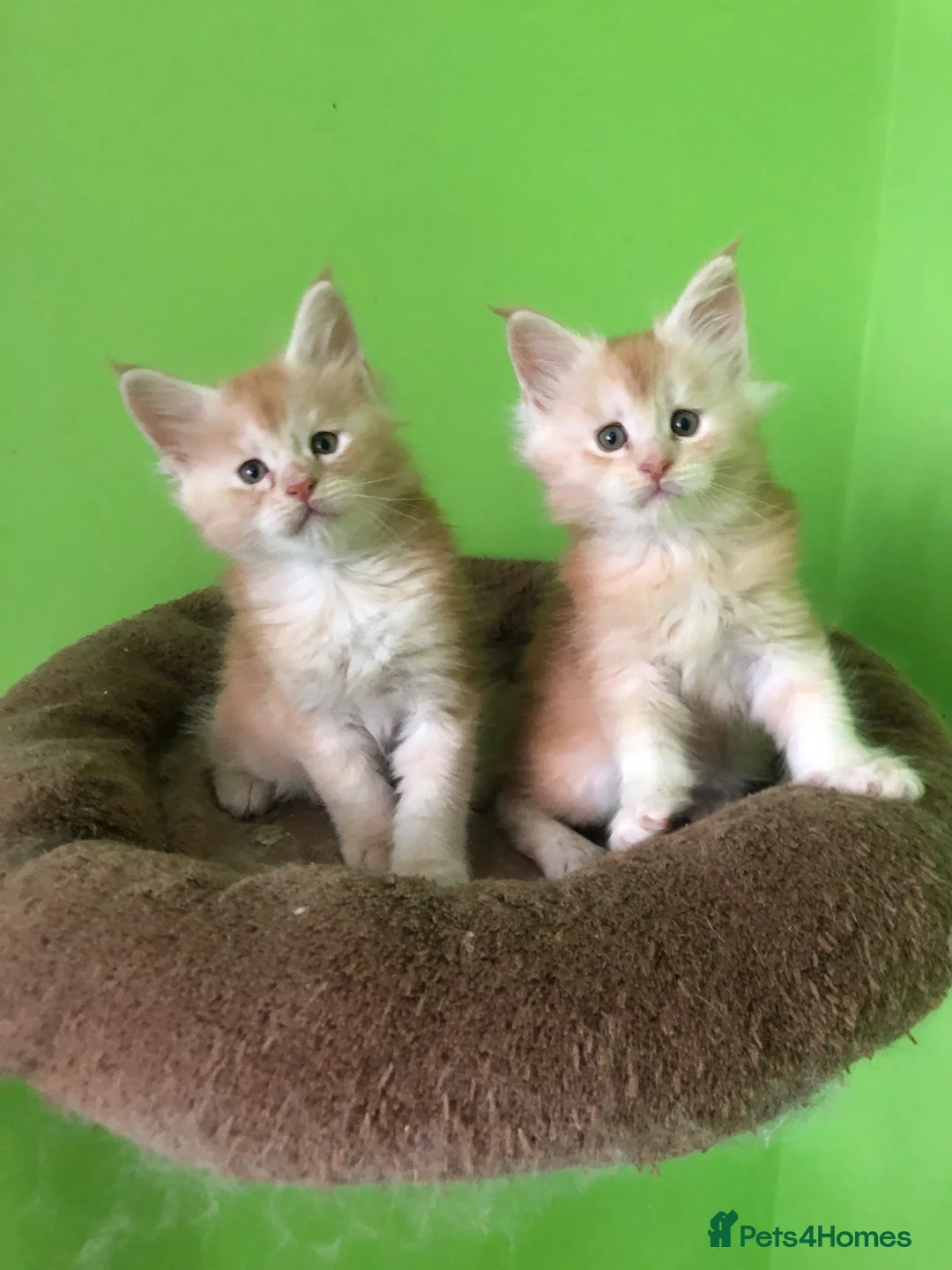 Maine Coon cats for sale: Fife registered, red silver Maine coon kittens  - Advert 1