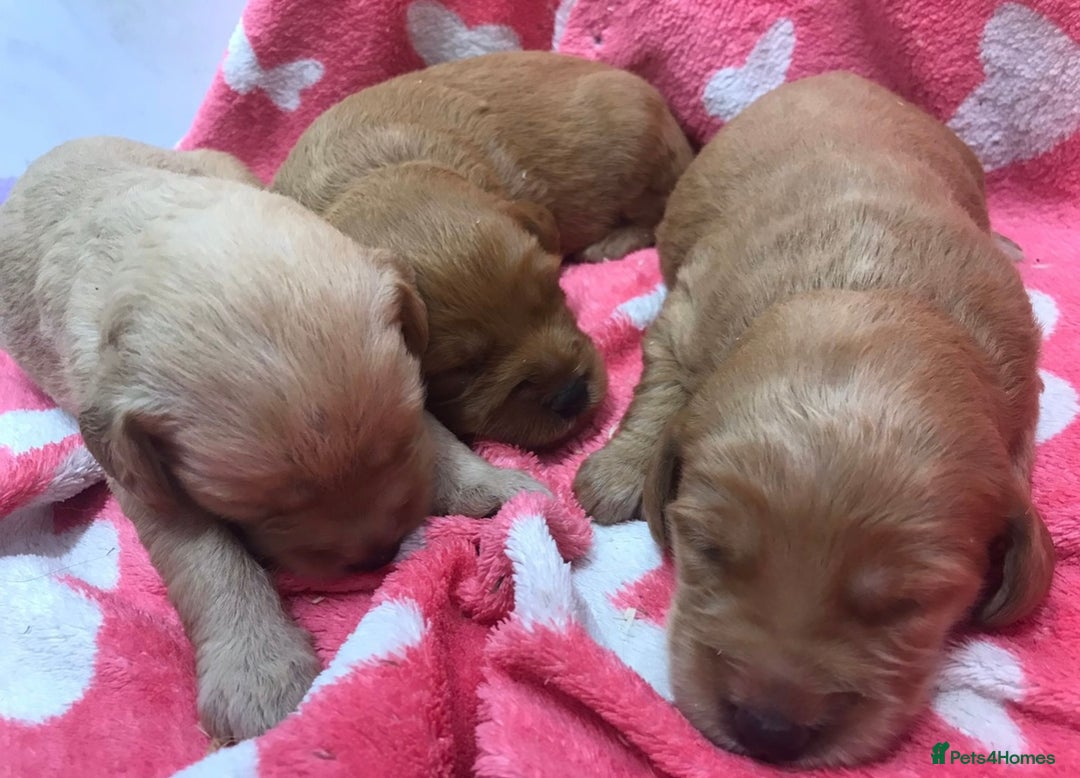 Labradoodle dogs for sale: Gorgeous F1 Labradoodle puppies  - Image 14