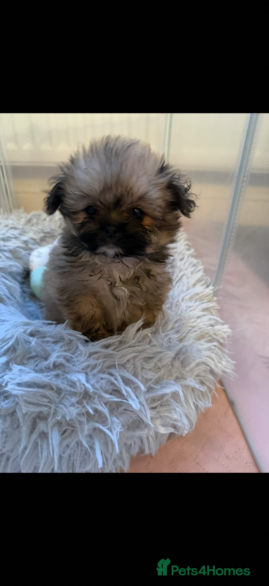 Mixed Breed dogs Rare Shirarian Pomeranian cross health checked  - Advert 1