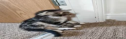 Mixed Breed cats for sale: Unique Tabby kittens   looking for a forever home  in Doncaster - Advert 6