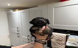 Cocker Spaniel dogs for sale: Cocker x collie pups for sale - Image 2