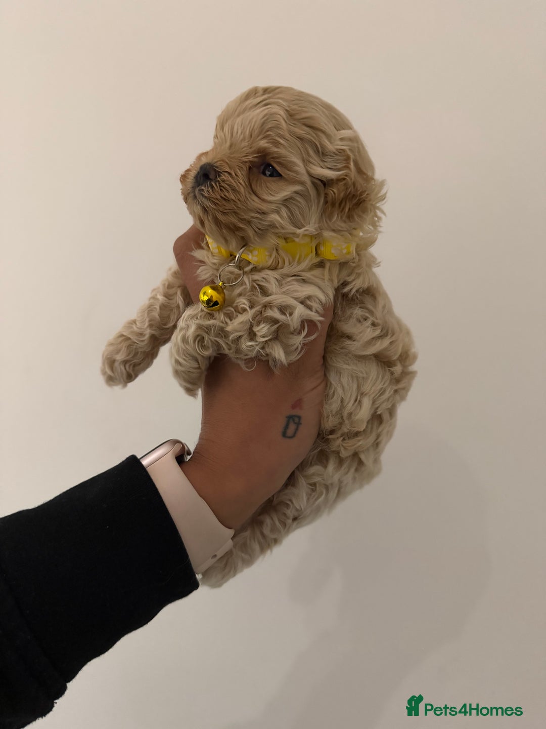 Maltipoo dogs for sale: Small Maltipoo puppy’s - Advert 8