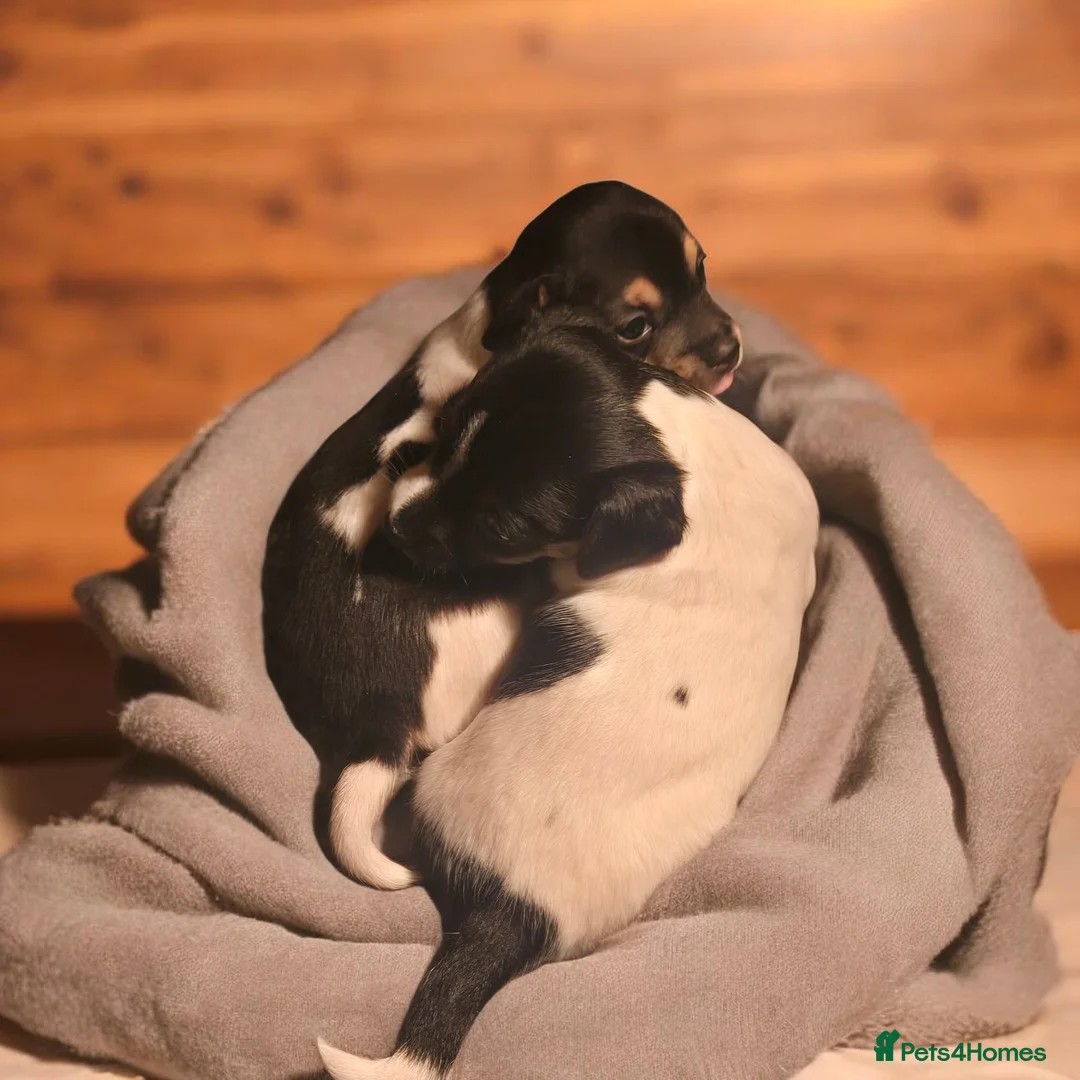Jack Russell dogs for sale: Minture tri jack russell  in Peterlee - Advert 2