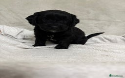 Mixed Breed dogs for sale: Adorable Cockerchons Fluffy, Low-Shed Wonders! - Image 11