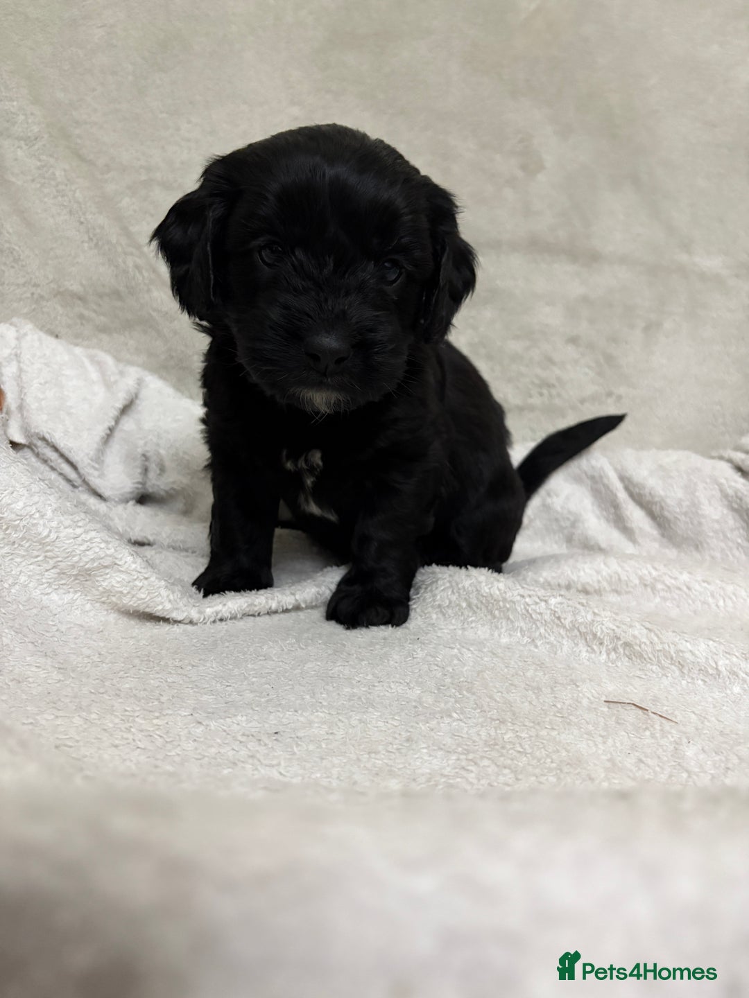 Mixed Breed dogs for sale: Adorable Cockerchons Fluffy, Low-Shed Wonders! - Image 11
