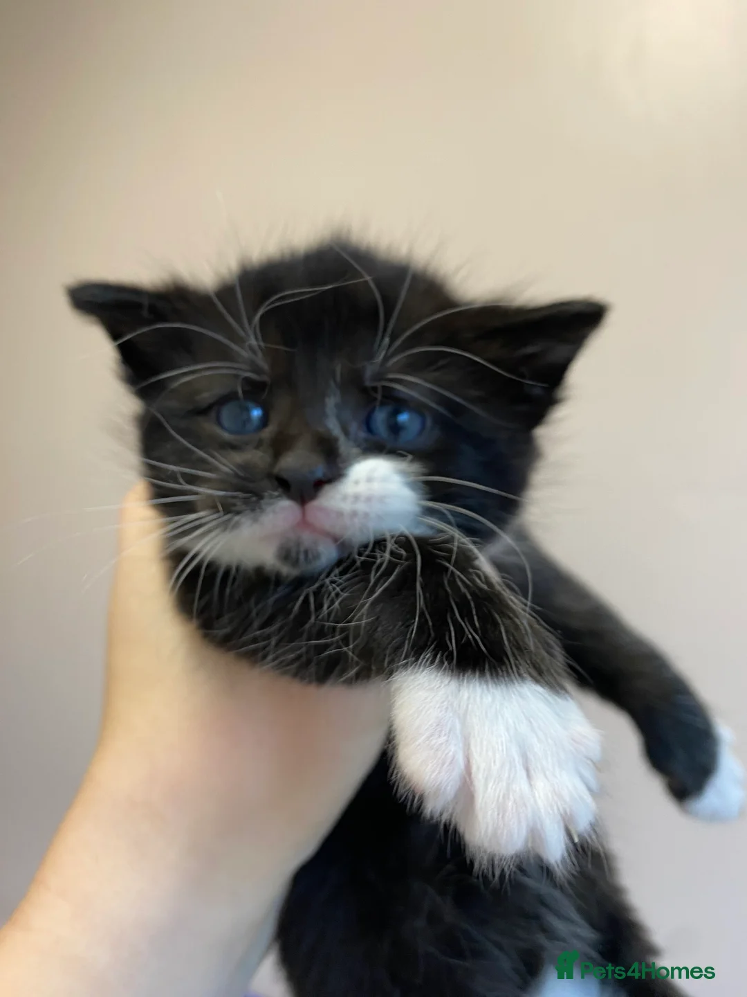 Mixed Breed cats for sale: Litter of 4 kittens - Advert 2