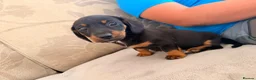 Jackshund dogs for sale: Jackshund puppy for sale  - Advert 4
