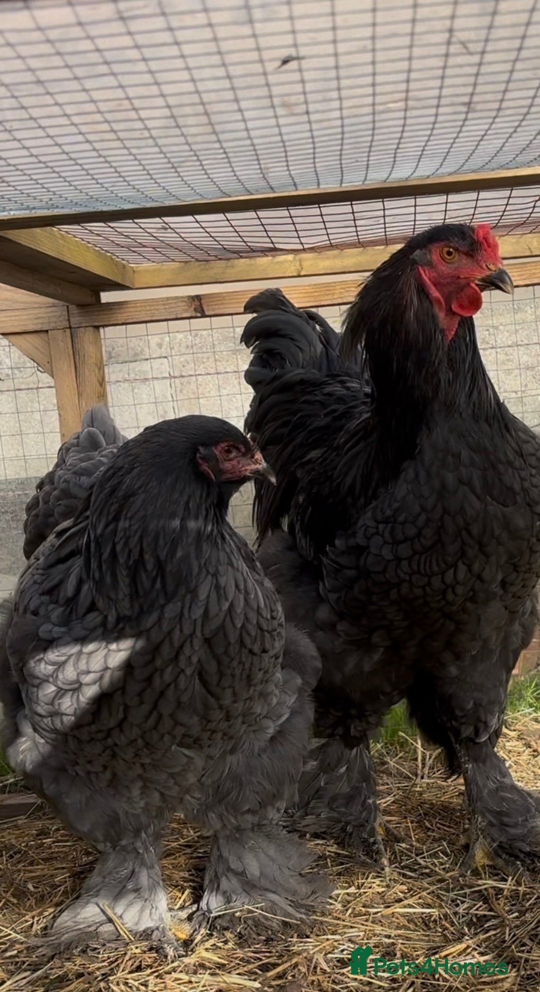 Chickens poultry for sale: Pair of brahamas black chicken  - Advert 1