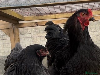 Chickens poultry Pair of brahamas black chicken - Advert 1