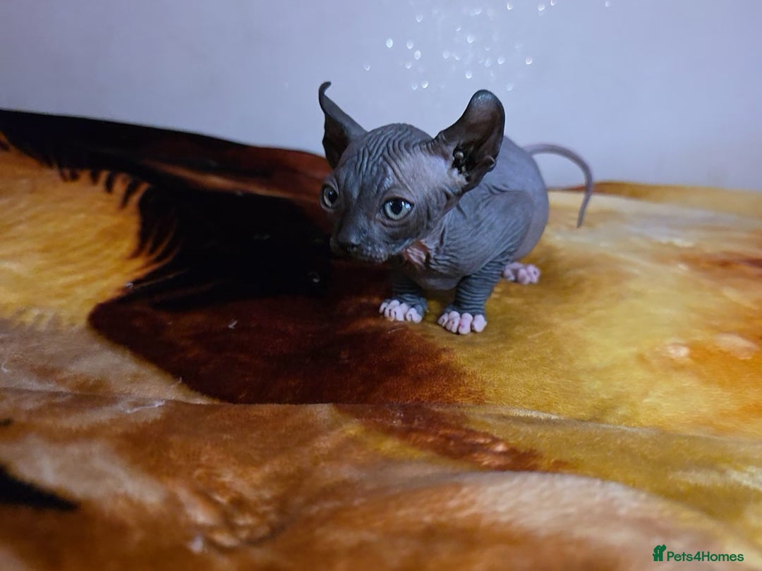 Sphynx cats for sale: Adorable Male Kitten – Sphynx x Devon Rex Cross - Advert 4