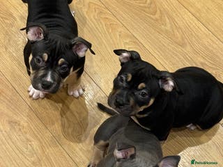 American Bully dogs ABKC Pocket Bully Puppies Ready to leave. - Advert 1