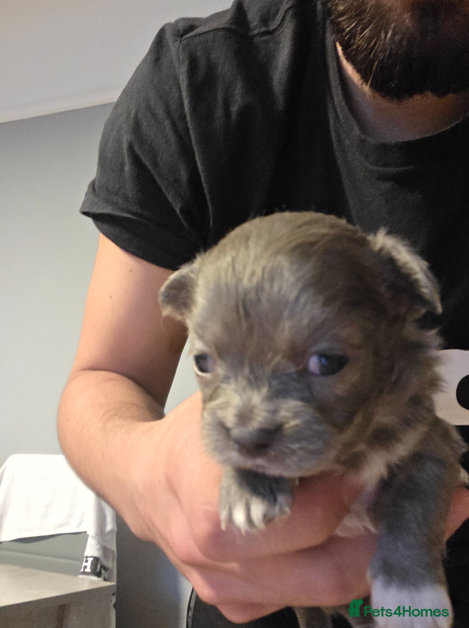 Chihuahua dogs for sale: Long & short haird chihuahua puppies  in Wirral - Advert 16