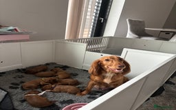 Cockalier dogs for sale: Cockalier puppies for sale  - Image 9