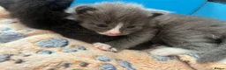 Mixed Breed cats for sale: 4 kitten for sale  - Advert 9