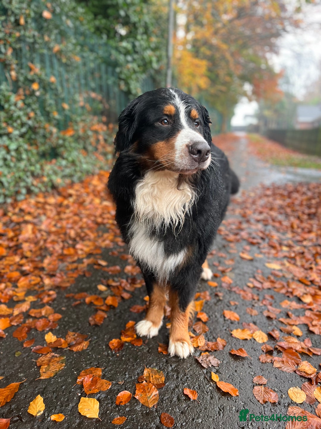 Bernese Mountain Dog dogs for stud: Bernese mountain STUD - Image 5