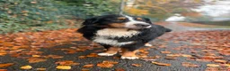 Bernese Mountain Dog dogs for stud: Bernese mountain STUD - Advert 5