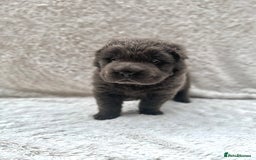 Shar Pei dogs for sale: REDUCED*READYNOW Beautiful bear/brush shar peis  - Image 2