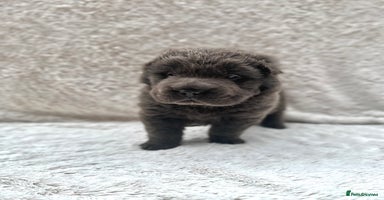 Shar Pei dogs - Advert 2