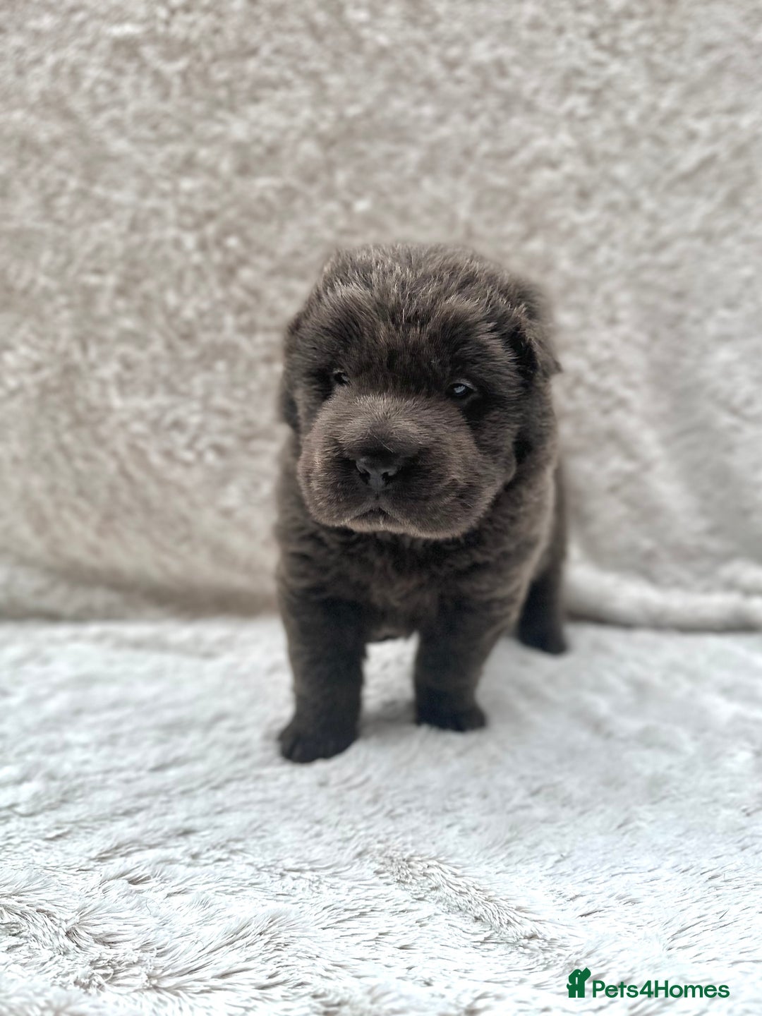 Shar Pei dogs for sale: REDUCED*READYNOW Beautiful bear/brush shar peis  - Image 2