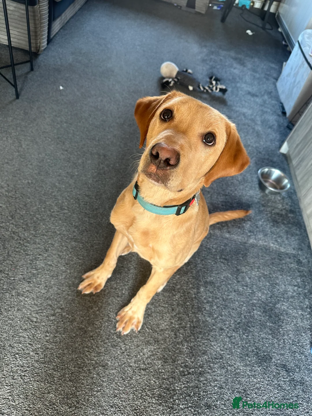 Labrador Retriever dogs for sale: KC Registered Labrador Male  in Norwich - Advert 3