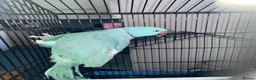 Parakeets birds for sale: Indian ring neck male - Advert 1