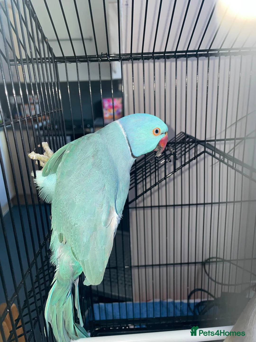 Parakeets birds for sale: Indian ring neck male - Advert 1
