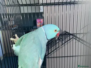 Parakeets birds Indian ring neck male - Advert 2