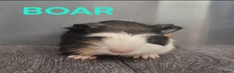 Guinea Pig rodents for sale: Beautiful Male Baby Guinea Pigs for sale  - Advert 3