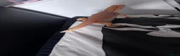 Bearded Dragon reptiles for sale: Bearded dragon and full tank set up  - Advert 3